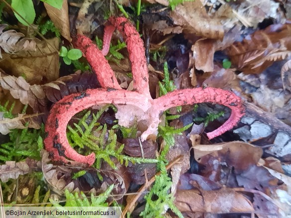Clathrus archeri