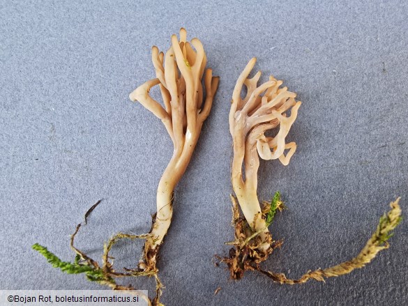 Clavulinopsis umbrinella