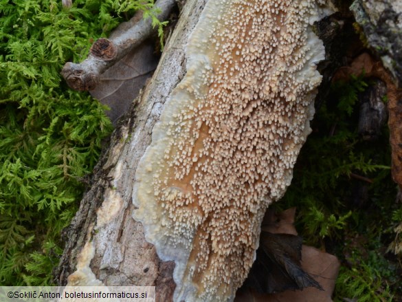 Radulomyces molaris