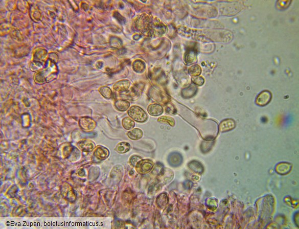 Tubaria furfuracea