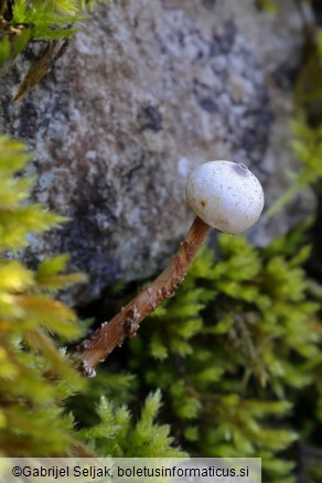 Tulostoma brumale