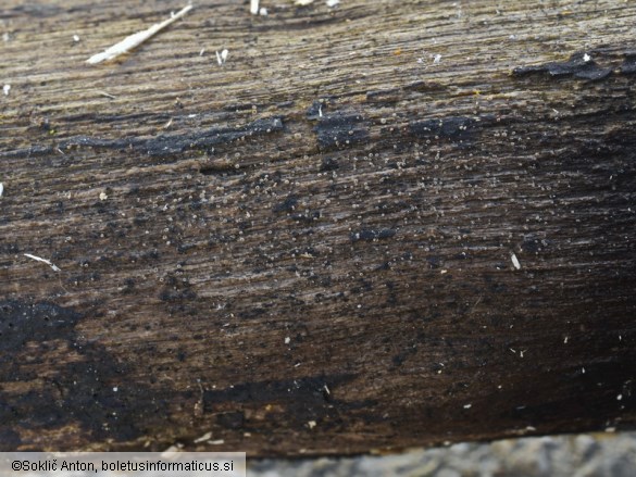 Olla scrupulosa