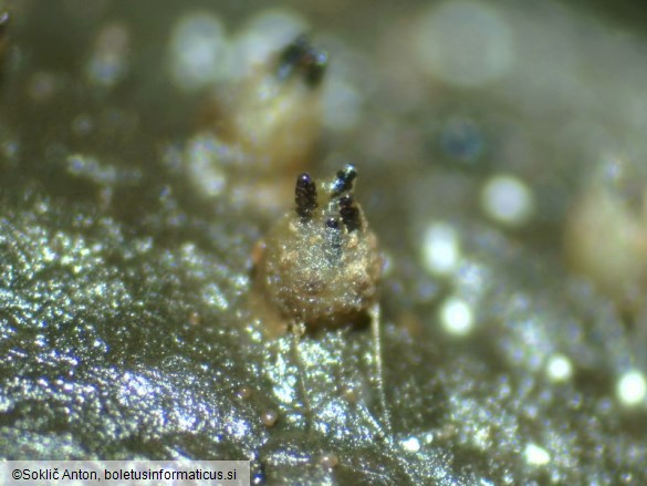 Ascobolus immersus