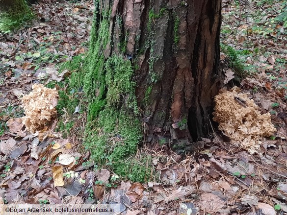 Sparassis crispa