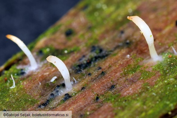 Multiclavula mucida