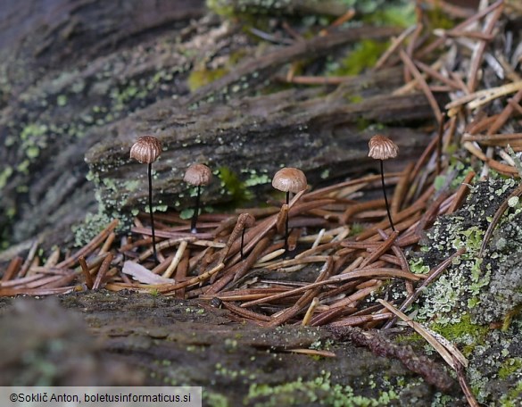 Gymnopus androsaceus