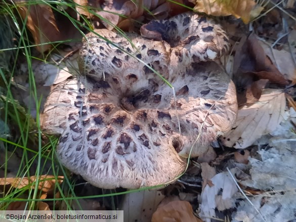 Sarcodon imbricatus
