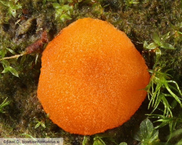 Octospora humosa