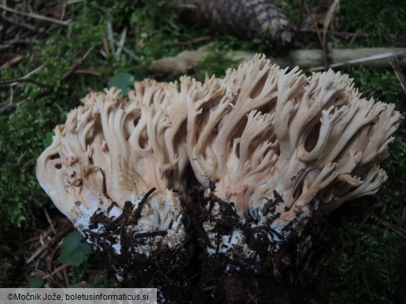 Ramaria bataillei