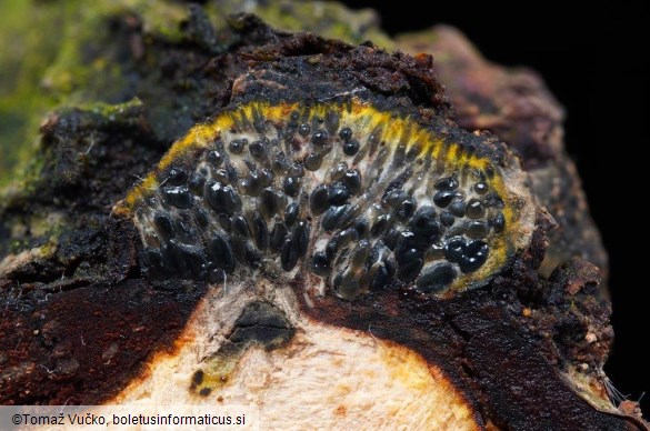 Camaropella lutea