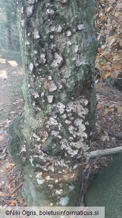 Haematostereum rugosum