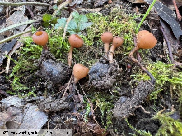 Dumontinia tuberosa