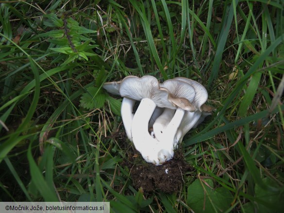 Lyophyllum decastes