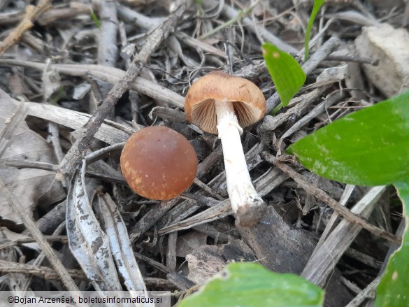 Conocybe aporos
