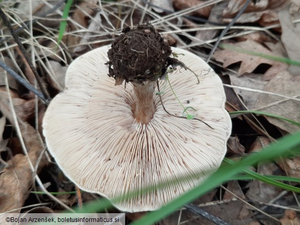 Melanoleuca brevipes