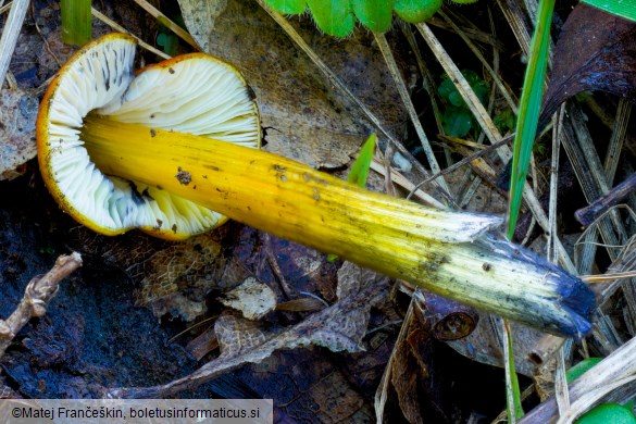Hygrocybe conica