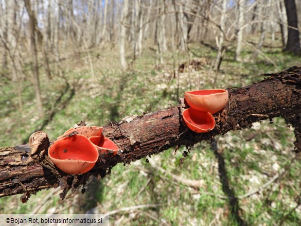 Sarcoscypha coccinea