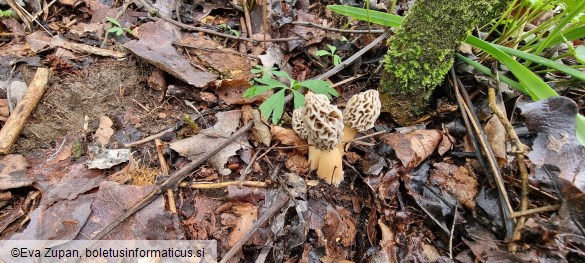 Morchella americana