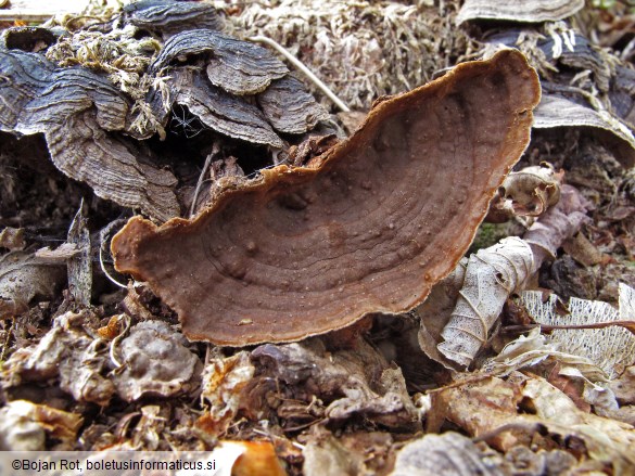Hymenochaete rubiginosa