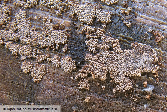 Merismodes anomala