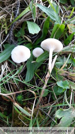 Cuphophyllus virgineus