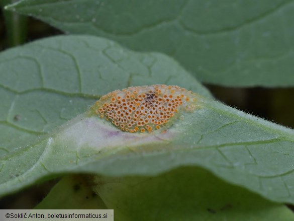 Puccinia bromina