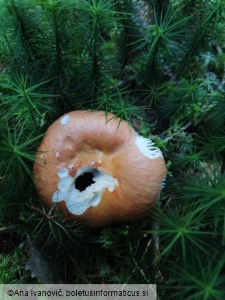 Russula decolorans