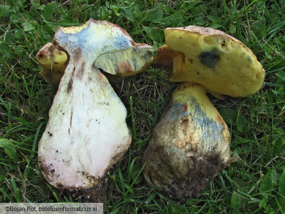 Butyriboletus appendiculatus