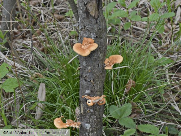 Neofavolus alveolaris