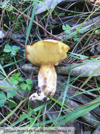 Suillus collinitus