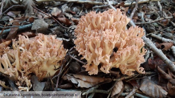 Ramaria botrytis