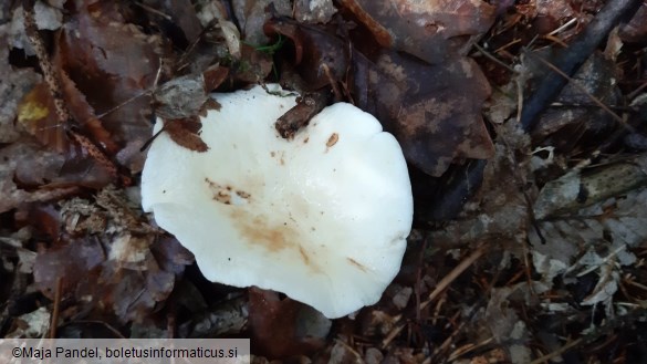 Lactarius piperatus