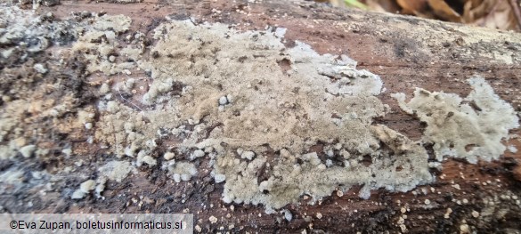 Botryobasidium conspersum