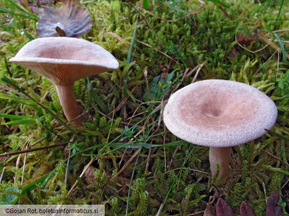 Lactarius glyciosmus