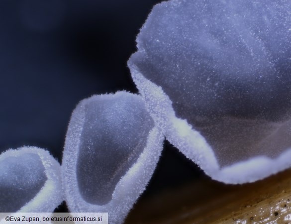 Calyptella capula