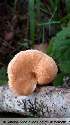 Neofavolus alveolaris