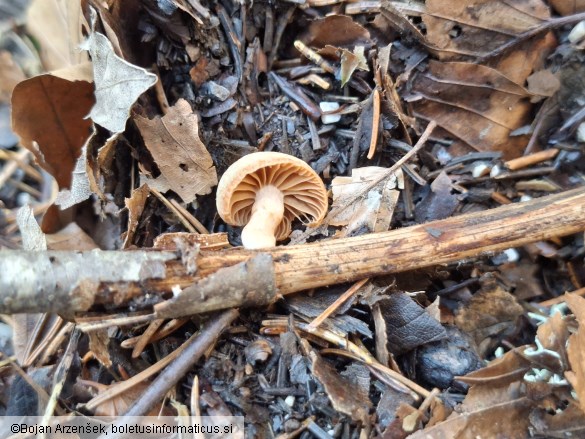 Tubaria furfuracea