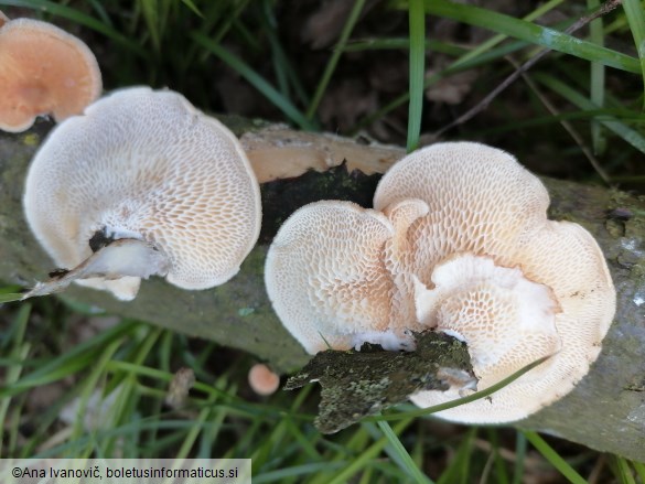 Neofavolus alveolaris