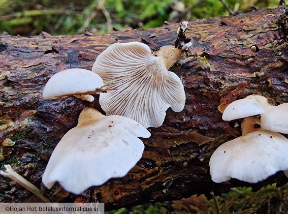 Panellus mitis