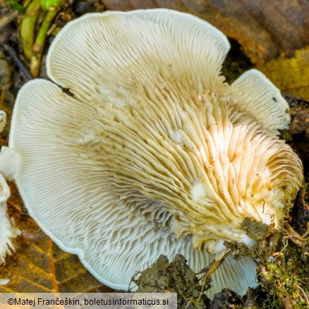 Crepidotus autochthonus