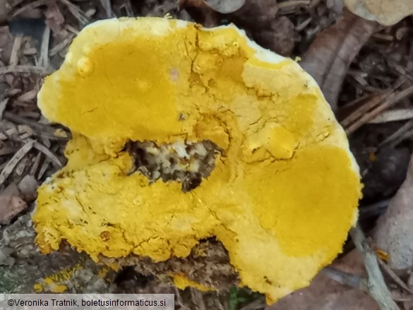 Hypomyces chrysospermus