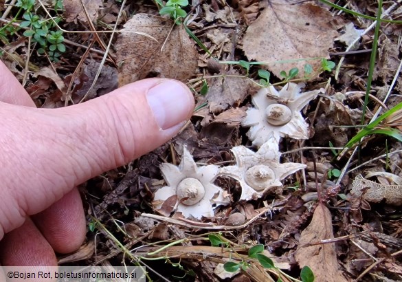 Geastrum elegans