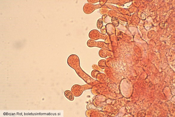 Tubaria furfuracea