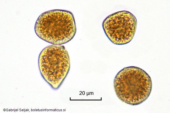 Puccinia smyrnii
