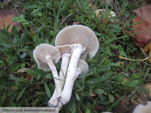 Cyclocybe cylindracea