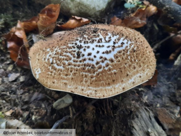 Echinoderma asperum