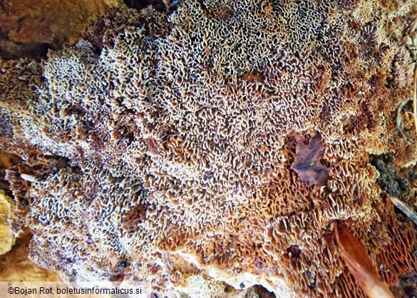 Onnia tomentosa