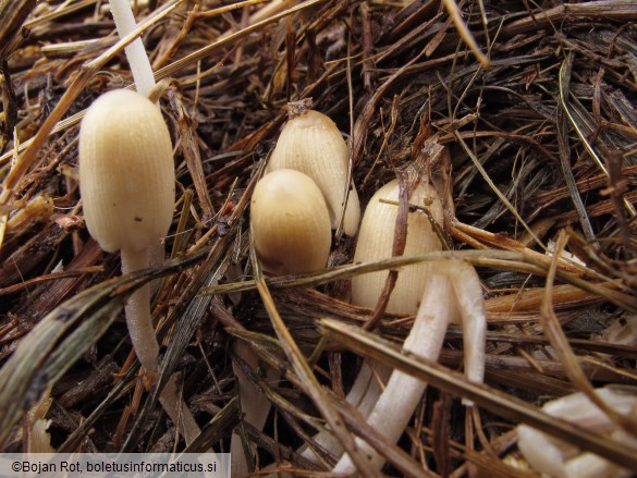 Coprinellus bisporus