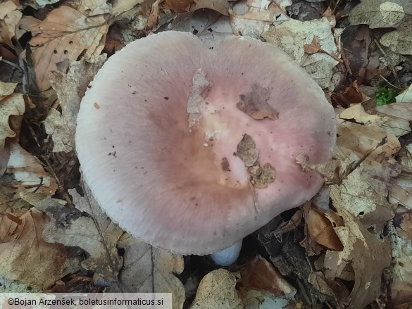 Russula vesca