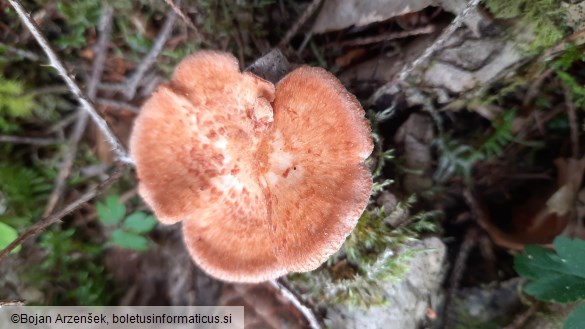 Neofavolus alveolaris
